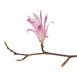 粉红色香味小小嫩芽的玉兰花瓣实