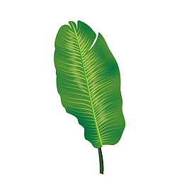 矢量大香蕉叶下载