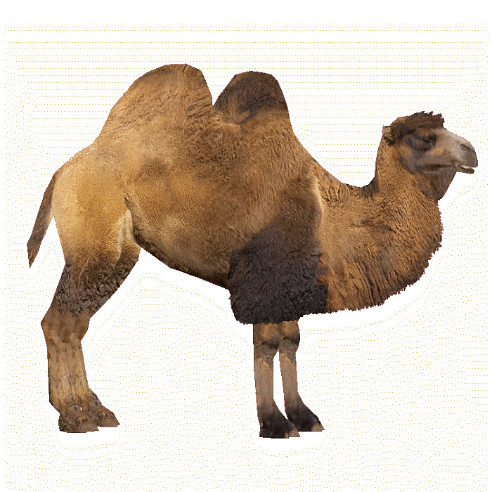 成年公骆驼