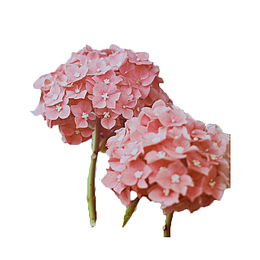 粉色绣球花