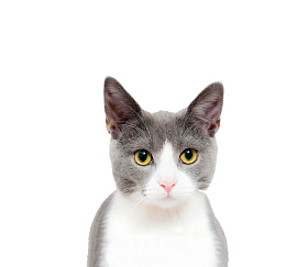 猫脸部特写