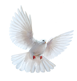 白色飞翔的鸽子素材