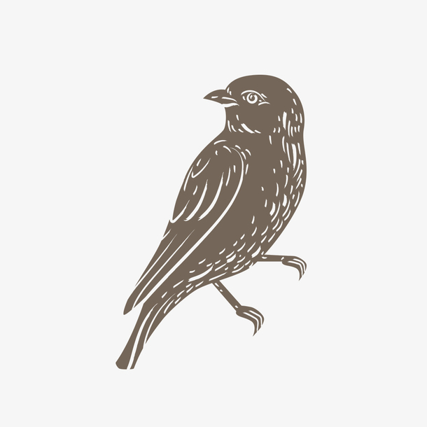 回头的鸟简笔画