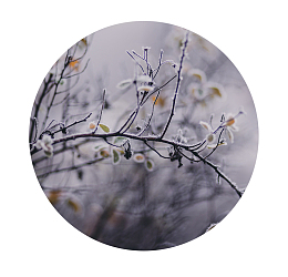 树叶上的雪花霜降节气