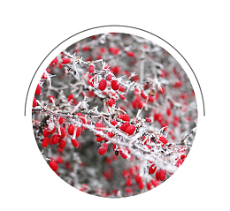 树叶上的雪花霜降节气