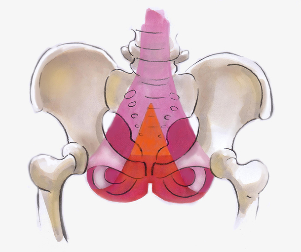 手绘插图骨盆关节