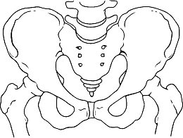 单线手绘骨盆插图