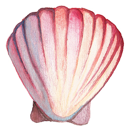 手绘贝壳矢量图下载