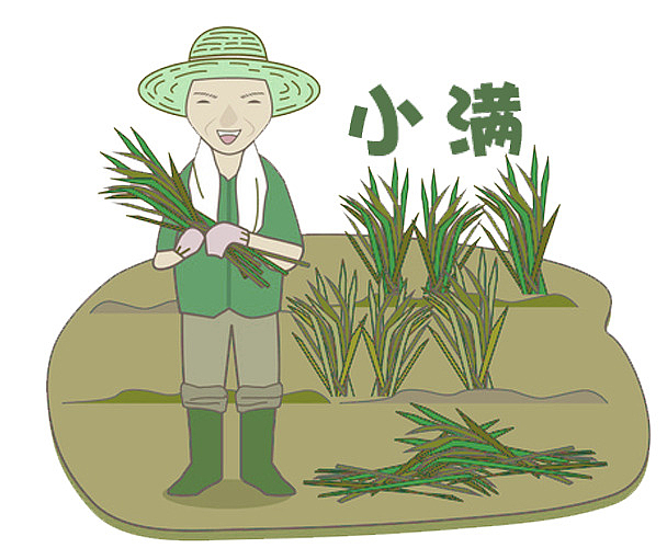 小满装饰插图种植水稻