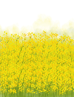 手绘风景插画黄色油菜花田野
