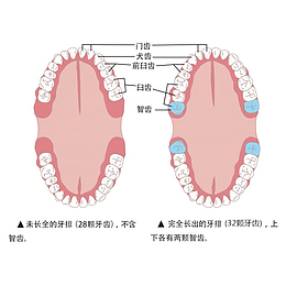 卡通口腔牙齿智齿简介插图免抠