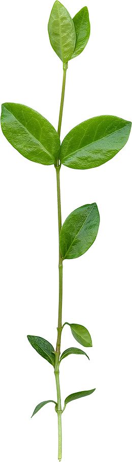 绿色的万年青植物
