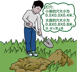 挖坑种树