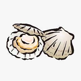 手绘简扇贝图案绘画