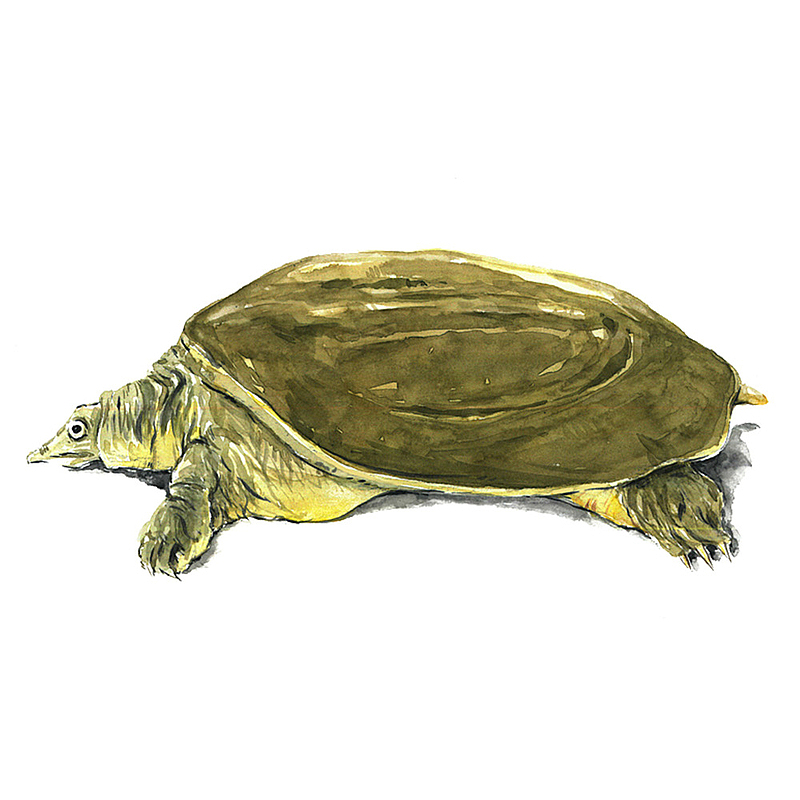 绿色乌龟鳖图案绘画