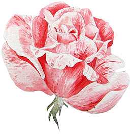 粉红色的芍药花手绘图