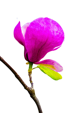 紫色香味分子带绿色叶的玉兰花瓣