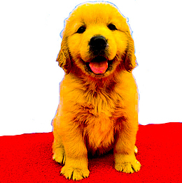 黄色导盲犬