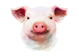 手绘小猪