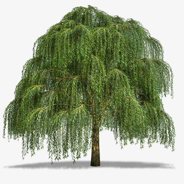 手绘绿色的大柳树