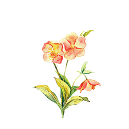 花卉手绘