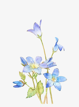 免扣 png 中国风 花卉 水彩