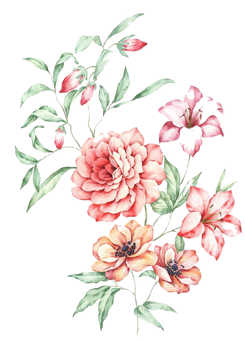 粉色手绘的牡丹花素材