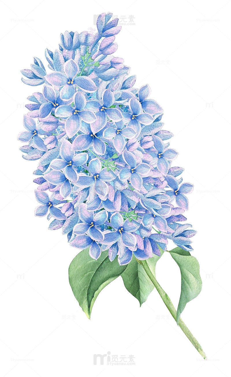 手绘蓝色清新花朵花卉