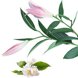 粉红色百合花白色花朵花卉矢量素