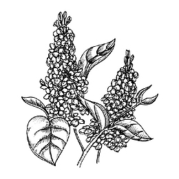 手绘黑色素描丁香花插画免抠