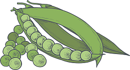 秋季手绘蔬菜青豆