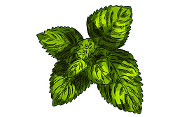 绿色薄荷手蔬菜瓜果绘插画免抠下