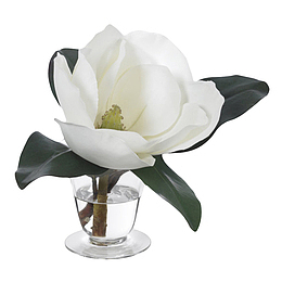 白色带香味在水杯里的玉兰花瓣实