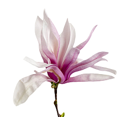 紫白色带香味凋零的玉兰花瓣实物