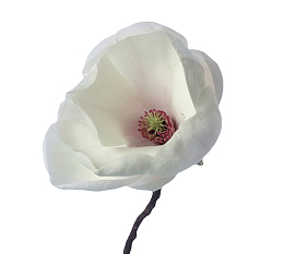 白色带香味像喇叭的玉兰花瓣实物