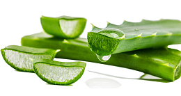 白绿色切开的芦荟枝