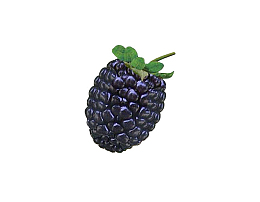 一串桑椹     