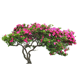 实物花园里的矮灌木
