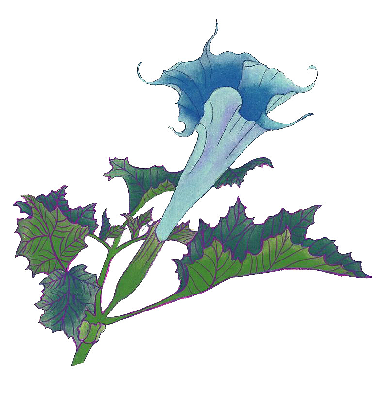 荆棘花