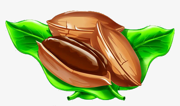 卡通板绘插画碧根果