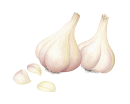 蒜头插画