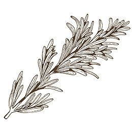 手绘香茅免抠PNG