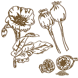 花朵矢量卡通香料