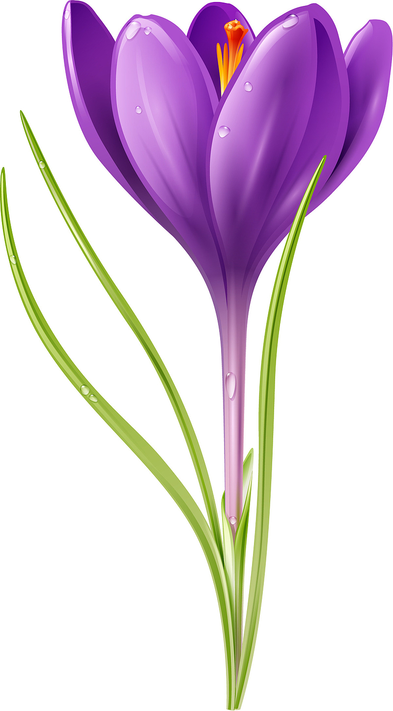 卡通紫色花朵