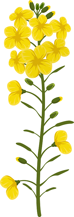 绽放的黄色矢量油菜花