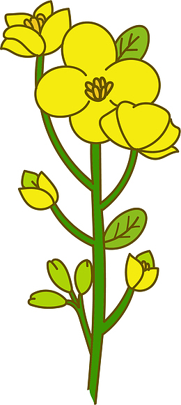 竖向手绘矢量油菜花