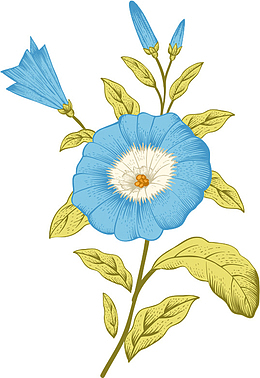 手绘唯美绽放花朵