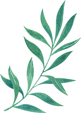 长条美丽植物手绘