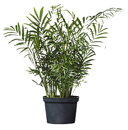 热带植物的植物装饰