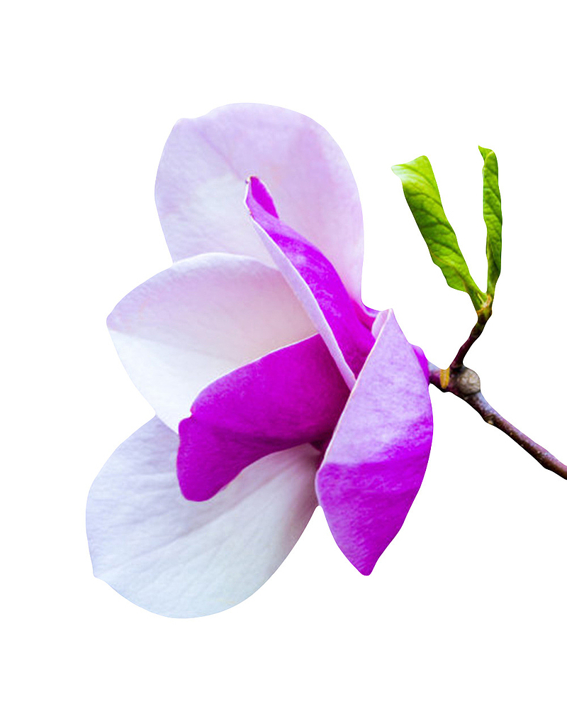 白色带香味紫色背部的玉兰花瓣实